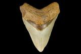 Fossil Megalodon Tooth - North Carolina #124972-1
